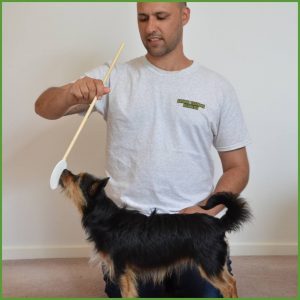 Ryan Cartlidge Animal Training Academy Dog