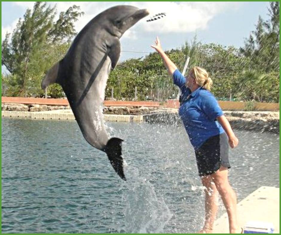 Nikki Morrison; Animal Training Toolkit Part 2 [Episode 188] Animal