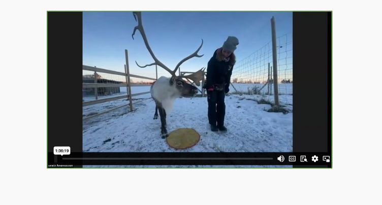 LIVE reindeer training with Ulrika Andreasson