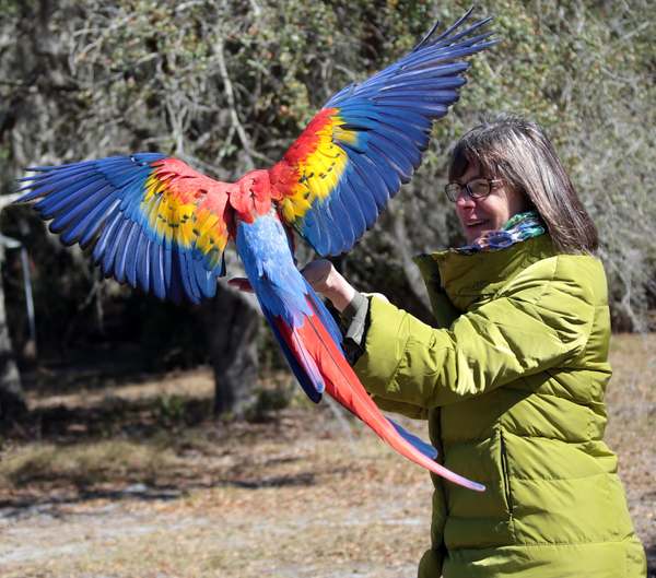 Dr. Susan Friedman with a scarlet macaw